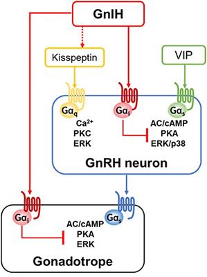 Molecular Mechanisms of Gonadotropin-Inhibitory Hormone (GnIH) Actions in Target Cells and Regulation of GnIH Expression